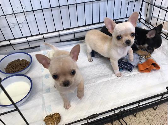 Chihuahua σκυλιά και κουτάβια προς πώληση